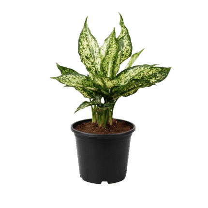 Aglaonema (Chinese Evergreen)