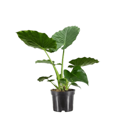 Alocasia (Elephant Ear)