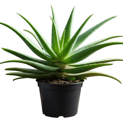 Aloe Vera