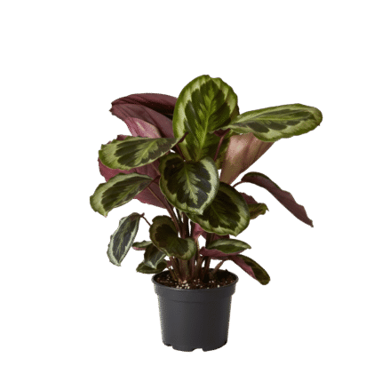 Syngonium (Arrowhead Plant)