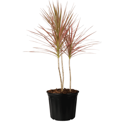 Dracaena Marginata