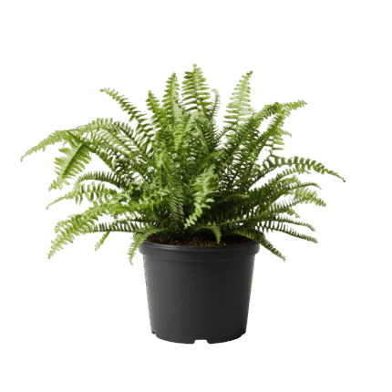 Ferns (Boston, Maidenhair, Kimberly Queen)