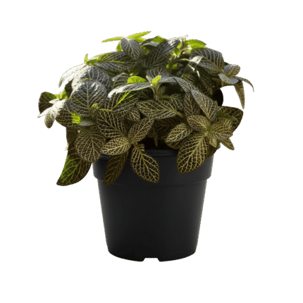 Fittonia (Nerve Plant)