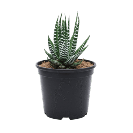 Haworthia
