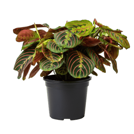 Maranta (Red Prayer Plant)