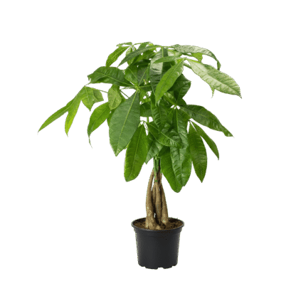 Money Tree (Pachira Aquatica)