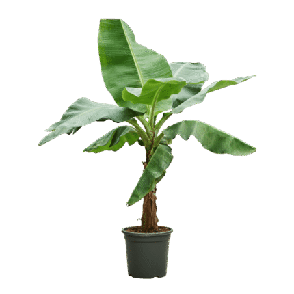 Musa Banana Plant