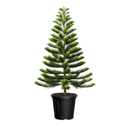Norfolk Island Pine