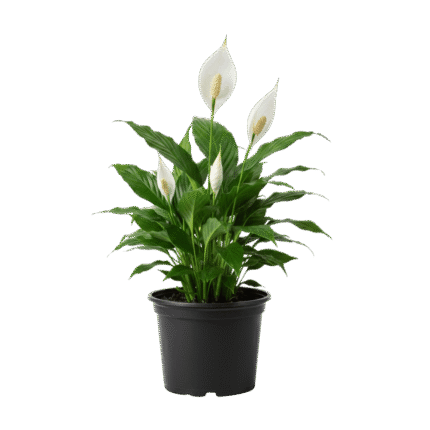 Peace Lily (Spathiphyllum)
