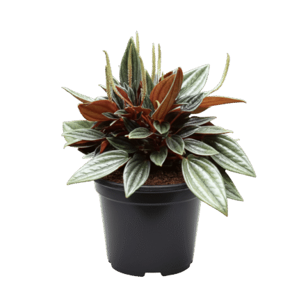 Peperomia (varieties)