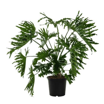 Philodendron Selloum