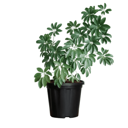 Schefflera (Umbrella Plant)