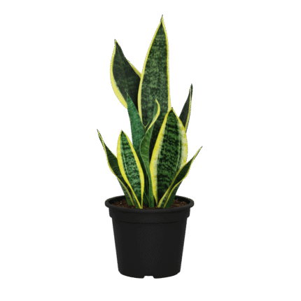 Snake Plant (Sansevieria)