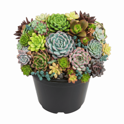 Succulents (various)