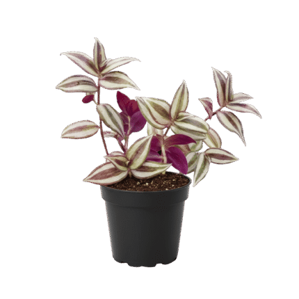 Tradescantia (Wandering Dude)