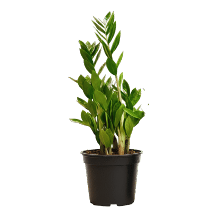 ZZ Plant (Zamioculcas zamiifolia)